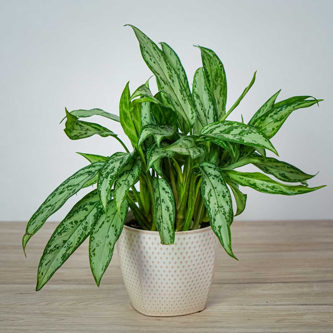 aglaonema