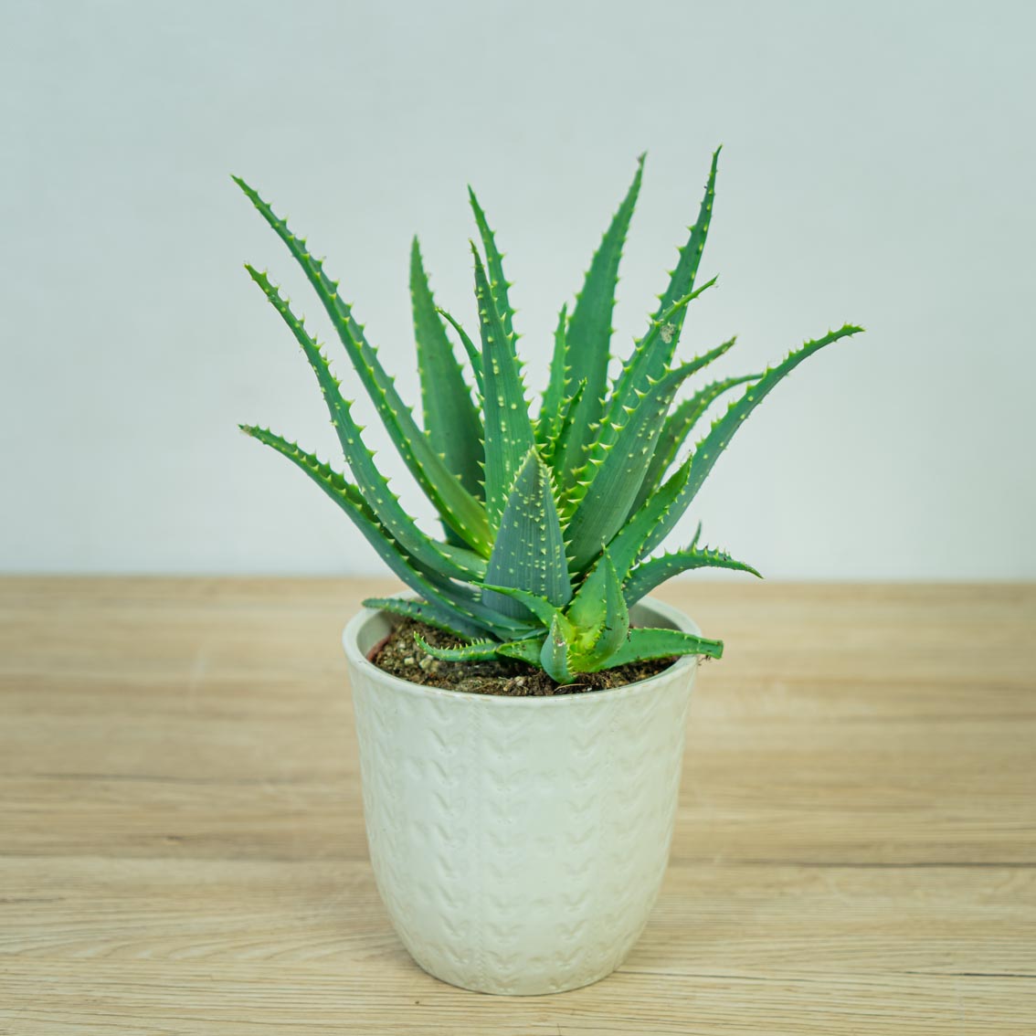 aloes