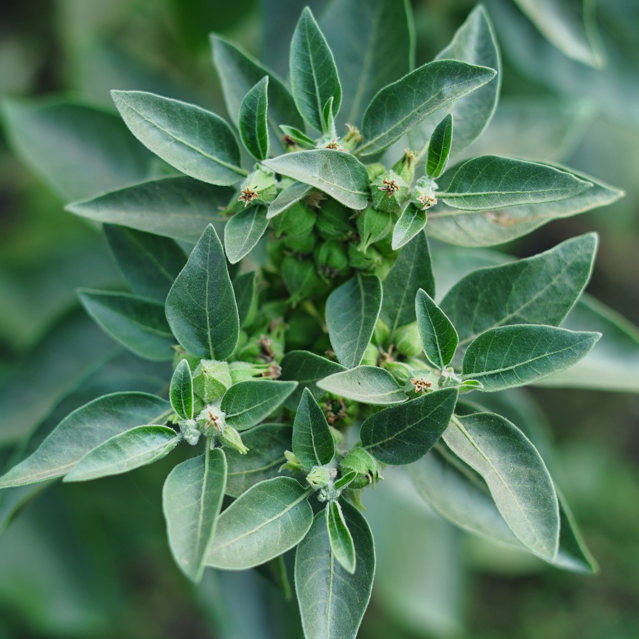 ashwaganda