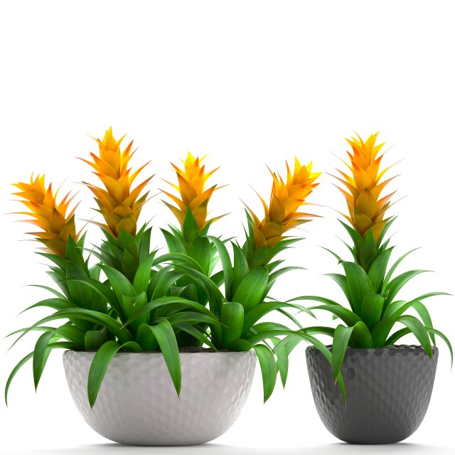 bromelia