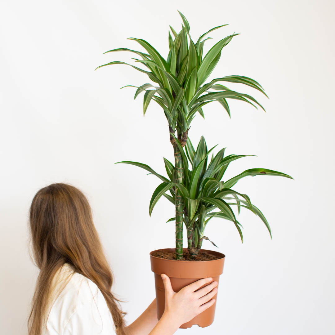 dracena