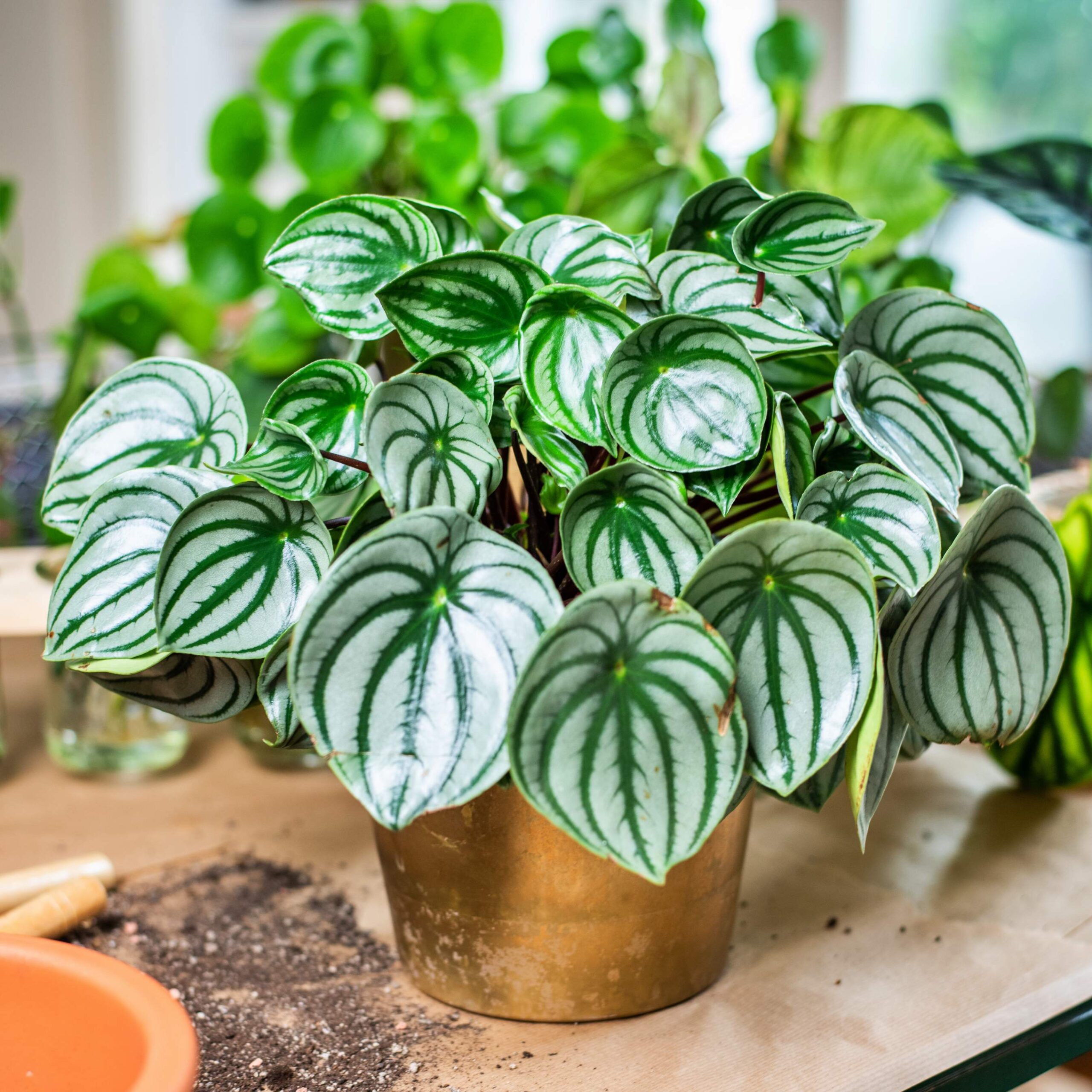 peperomia