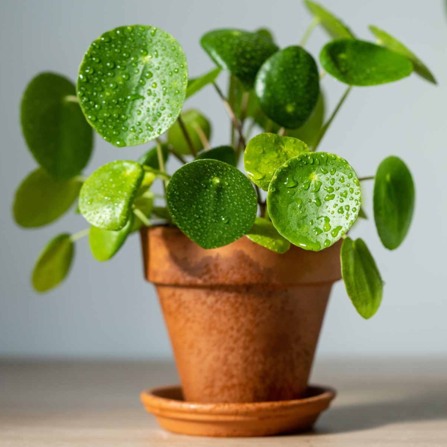 pilea