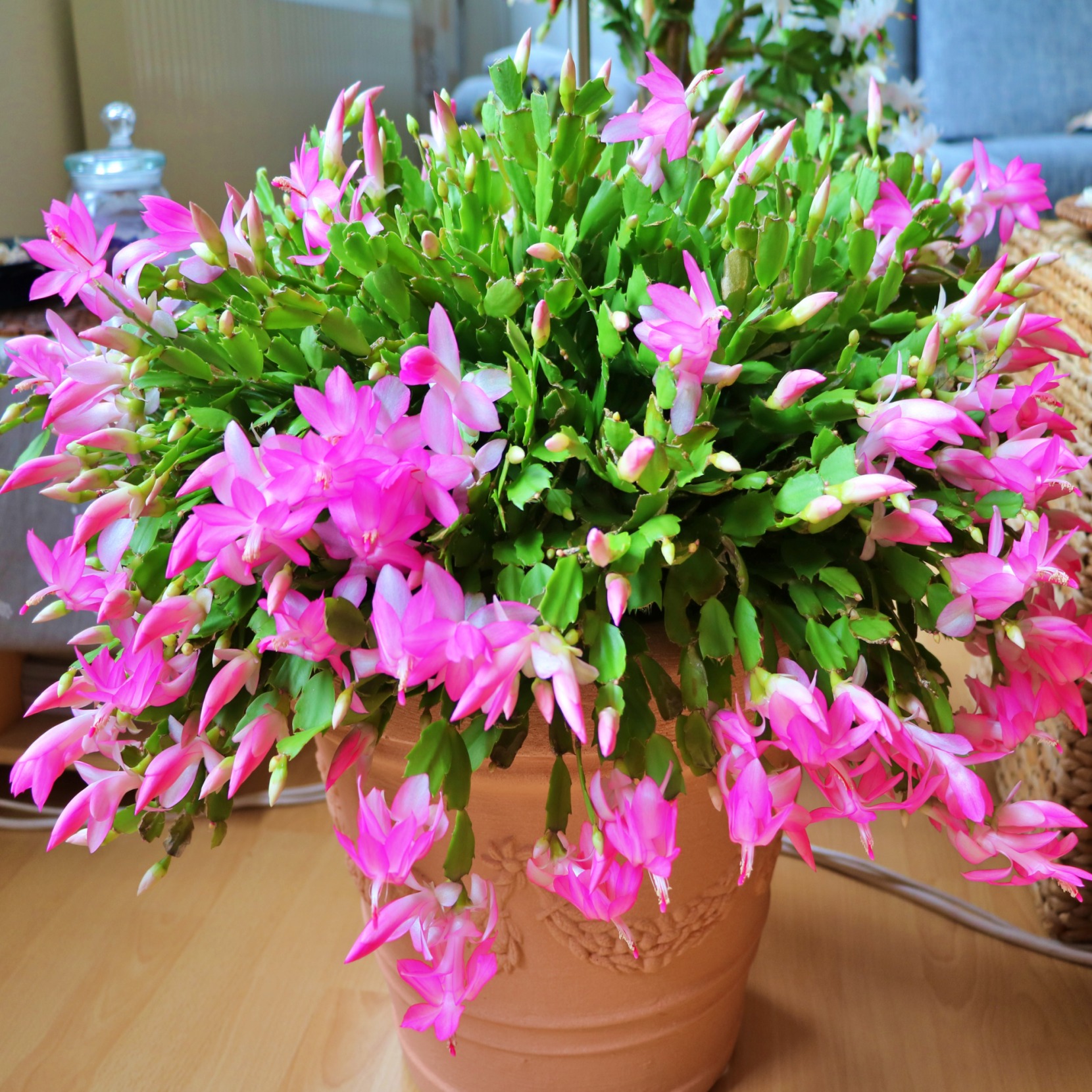 schlumbergera